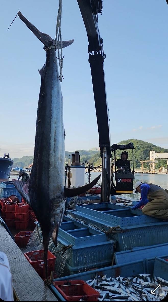 10일 오전 강원 삼척에서 잡힌 길이 3m 황새치.(정연철 강원 삼척시의원 제공, 재판매 및 DB 금지) 2025.7.10/뉴스1