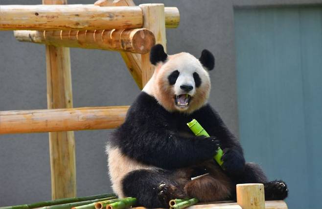 시라하마에 있는 테마파크 어드벤처 월드에서 자란 라우힌.