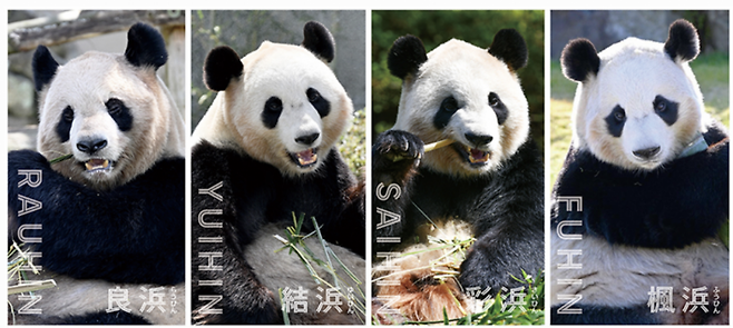 중국으로 반환된 일본 서부 시라하마의 상징 판다 4마리. 어드벤처 월드 홈페이지
