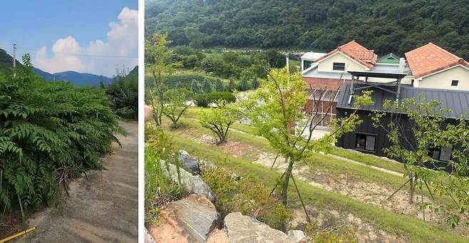 정동영 통일부 장관 후보자가 농지에서 두릅농사를 짓고 있다며 공개한 사진(왼쪽). 김기현 국민의힘 의원실은 "정 후보자의 땅에는 나무 몇 그루가 전부 였다"며 "두릅나무 사진은 다른 사람 땅으로 추정된다"고 했다. /김기현 의원실