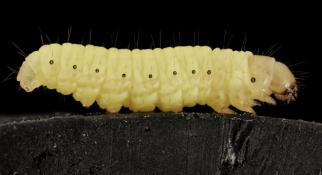 플라스틱을 섭취하고 체내에서 분해해 지방으로 저장하는 꿀벌부채명나방 애벌레. 위키미디어 제공