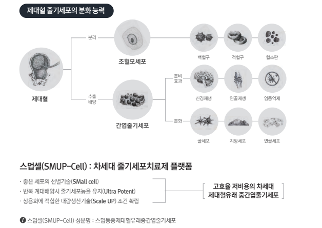 제대혈 줄기세포의 분화 능력과 스멉셀(SMUP-Cell)&nbsp;기술 설명 개요. 메디포스트 제공