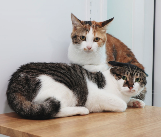 밀레는 지난 2022년, 부산 공단에서 어미 '카모'(위)와 함께 구조된 뒤 보호소에서 지내왔다. 동물자유연대 제공