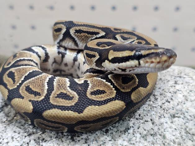 ▲ 국립공원 야생생물보전원 북부보전센터에서 임시보호중인 볼파이톤