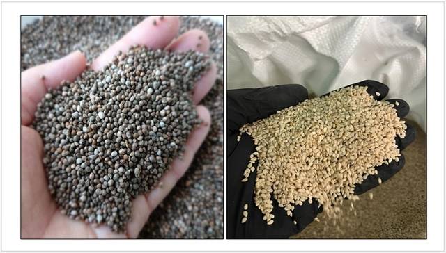 ▲ 거래를 빙자하며 사기범이 보낸 허위 농산물 사진