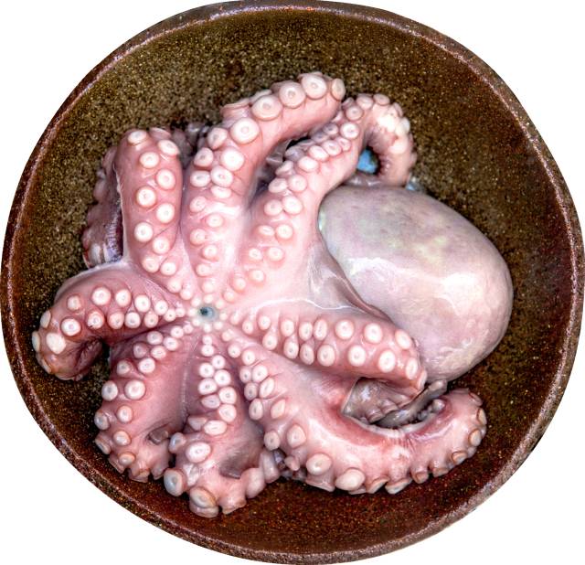 문어 / 사진 = 해양수산부