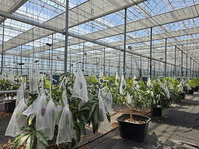 영천시 아열대 스마트팜 단지에서 재배되는 애플망고 ⓒ영천시