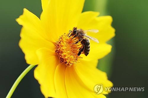 꽃에 앉은 벌 [연합뉴스 자료사진]