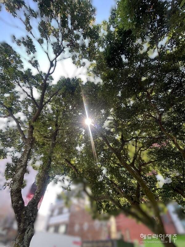 주말인 12일 오후를 기해 제주도에 내려졌던 폭염특보가 해제됐다. 12일째 이어졌던 열대야도 11일 밤부터 사라졌다. ⓒ헤드라인제주