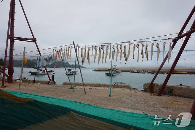 멸치떼를 따라 잡힌 우럭과 장어 등 '잡어'를  해풍에 말리고 있는 풍경. 2025.7.11/뉴스1 ⓒ News1 조영석 기자