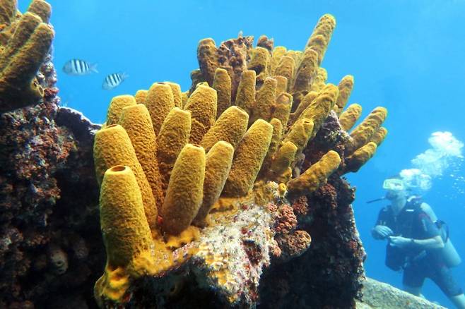 해면이나 해파리, 불가사리 등 비좌우대칭동물에게는 항문이 없다. 이들은 입과 항문이 구분되지 않아, 음식을 섭취하는 곳과 소화가 된 찌꺼기를 배출하는 곳이 같다. 게티이미지뱅크 제공
