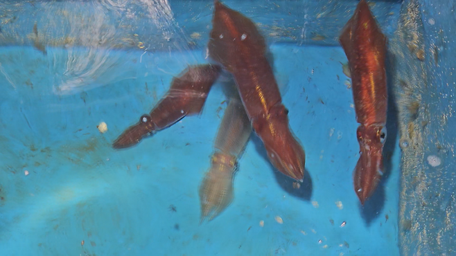 제주바다에서 잡힌 한치