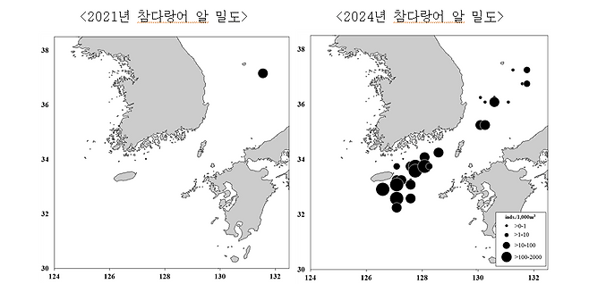 참다랑어 알 밀도 분포도. 2021년 독도 옆에서 발견됐던 참다랑어 알이 2024년엔 동해와 남해 여러 지점에서 채집됐다. <자료: 국립수산과학원>
