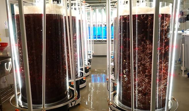 씨포레스트가 본사 건물 안에 설치된 유리관 안에서 자체 배양한 홍조류 ‘아스파라곱시스’를 양식하고 있다.