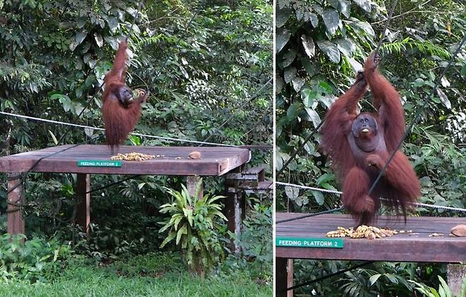 세멩고 야생센터에서 만난 오랑우탄 ‘에드윈’ / 사진=홍지연 여행+ 기자