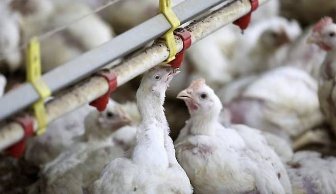 연일 폭염특보가 이어지고 있는 지난 10일 오전 전남 나주시 세지면의 한 양계장에서 더위에 지친 닭이 물을 마시고 있다. [사진 = 뉴스1]