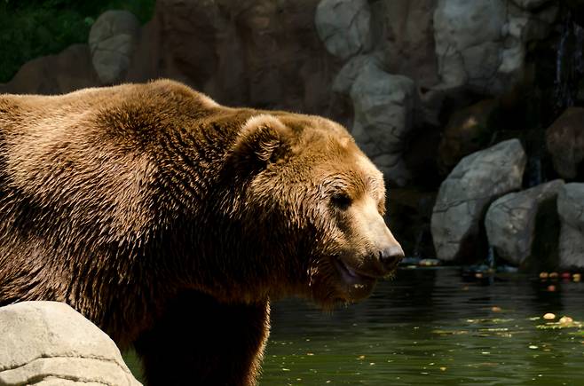 곰. 사진은 기사 내용과 무관 [123RF]