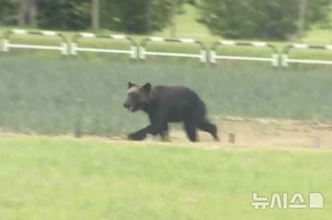 [삿포로=AP/뉴시스]불곰 한 마리가 일본 북부 삿포로의 들판을 달리고 있는 모습. 해당 기사와 관련없음. 2025.01.03
