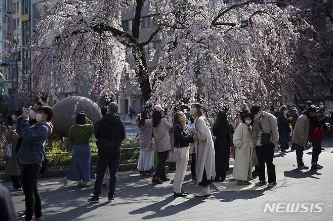 [도쿄=AP/뉴시스] 24일 일본 도쿄의 우에노 공원에서 마스크를 쓴 시민들이 만개한 벚꽃을 배경으로 셀카를 찍고 있다. 일본 기상청은 지난 20일 도쿄 도심의 벚꽃 개화를 선언했다. 2022.03.24.