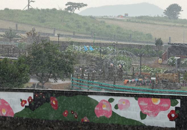 이토록 반가운 소나기가 있었나     (제주=연합뉴스) 박지호 기자 = 폭염이 이어진 9일 오후 제주시 애월읍 봉성리 새별오름 일대에 국지성 소나기가 쏟아지고 있다. 2025.7.9     jihopark@yna.co.kr (끝)   <저작권자(c) 연합뉴스, 무단 전재-재배포, AI 학습 및 활용 금지> 연합뉴스