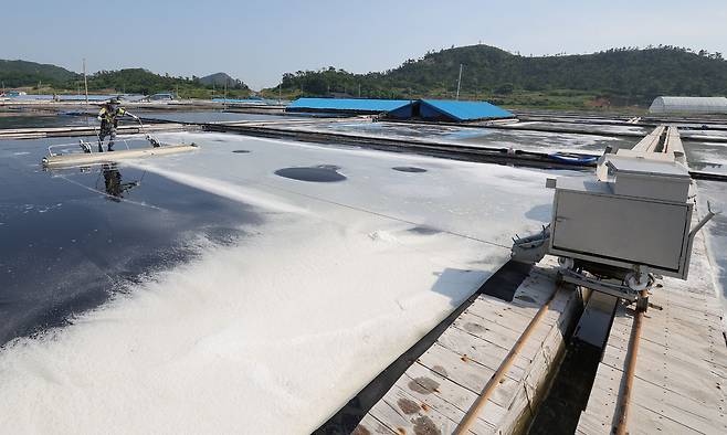 염부 전동길 씨가 신안 도초도 염전에서 소금을 긁어모으고 있다.