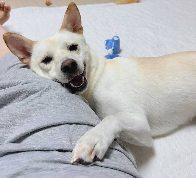 가족을 가장 사랑하는 반려견 '산타' (인스타그램 san.____.ta 제공) ⓒ 뉴스1