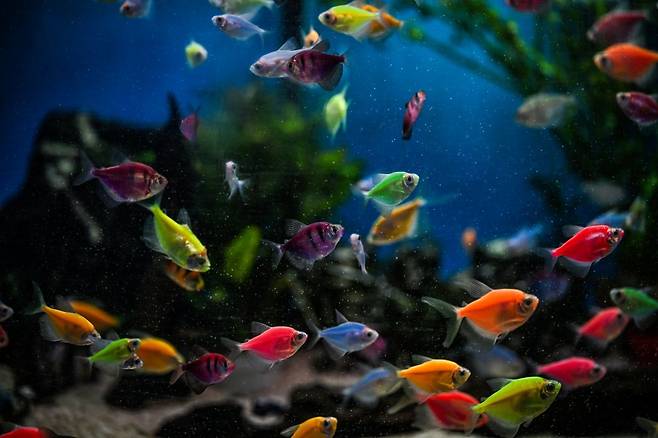 물고기가 물속에서 한자리에 떠 있는 호버링 자세를 유지하려면, 쉬고 있을 때보다 평균 두 배 가까운 에너지를 써야 한다. 겉보기엔 정지한 듯 보이지만, 실제로는 지느러미를 미세하게 조절하며 균형을 잡는 고된 활동이다. (사진=게티이미지)