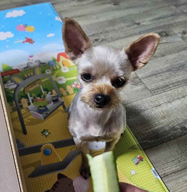 20250712_211112.jpg 저녁 야구하는 아들 몸보신 홈메이드 들깨 삼계탕