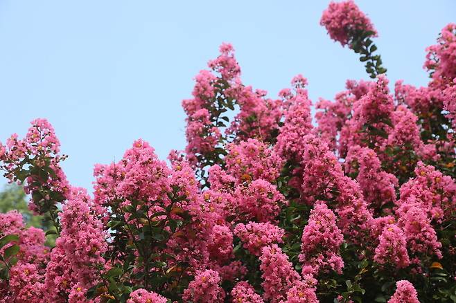 배롱나무의 꽃. 천리포수목원 제공