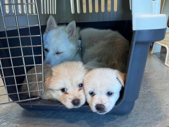 흰애기 가족. 장희정씨 제공