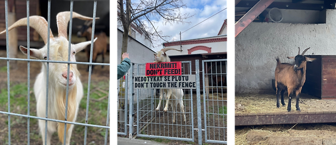 올해 9살된 코젤 마스코트 ‘올다’(왼쪽 첫째, 둘째)와 올다의 여자친구(셋째). [사진 출처 = 코젤]