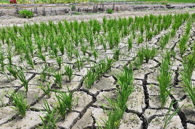 폭염으로 인한 가뭄이 이어진 8일 오후 제주 서귀포시 하논분화구 내 논바닥이 갈라져 있다. [연합]