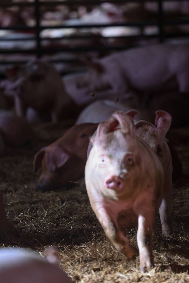 거창에 위치한 동물복지 환경에서 자라고 있는 돼지들. 아워플래닛 제공