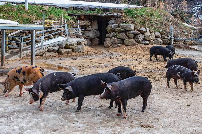 자연적 환경에서 자라고 있는 울릉도의 토굴돼지. 아워플래닛 제공