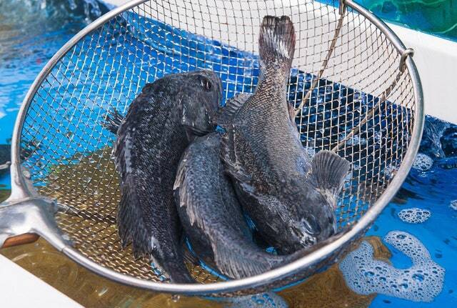 우럭. 게티이미지뱅크