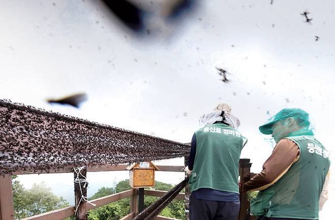 7월3일 인천시 계양산 정상에 러브버그가 대량으로 출몰해 시민들에게 불편을 주고 있다. 사진은 끈끈이 트랩을 교체하고 있는 등산로 정비원. ⓒ시사저널 이종현