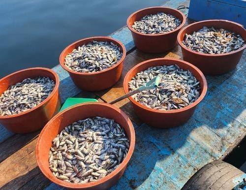 2024년 경남 해상 가두리양식장 고수온 폐사 [거제 어민 제공. 재판매 및 DB 금지]