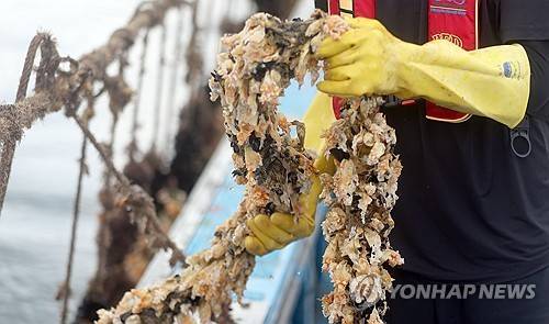 지난해 고수온으로 녹아내린 멍게 [연합뉴스 자료사진]