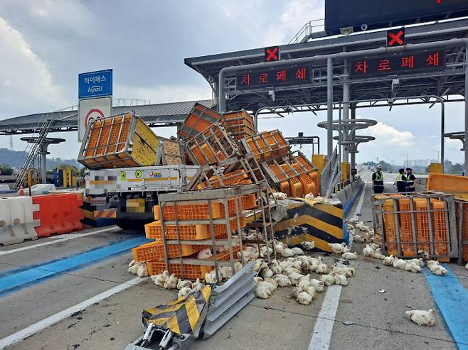 14일 낮 오산시 오산화성고속도로 수원 방향 서오산톨게이트를 통과하던 5t 화물차가 경계석을 들이받아 닭들이 도로에 쏟아졌다.