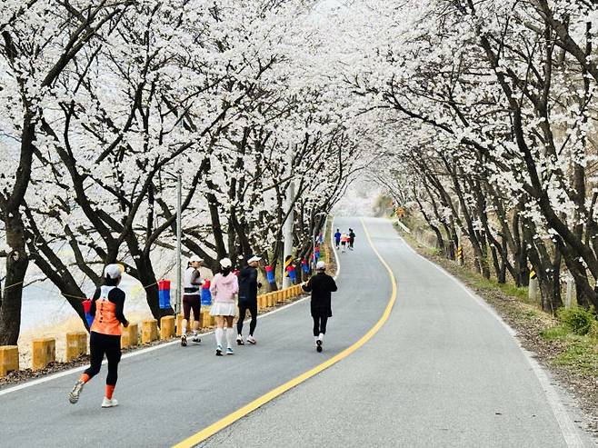 금강 부용 벚꽃십리길을 질주하는 회원들.