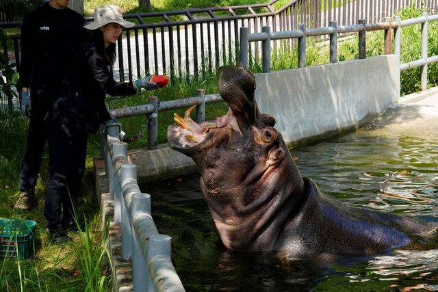 하마 시내가 홍영인 사육사로부터 수박을 받아먹고 있다. 김지원 기자