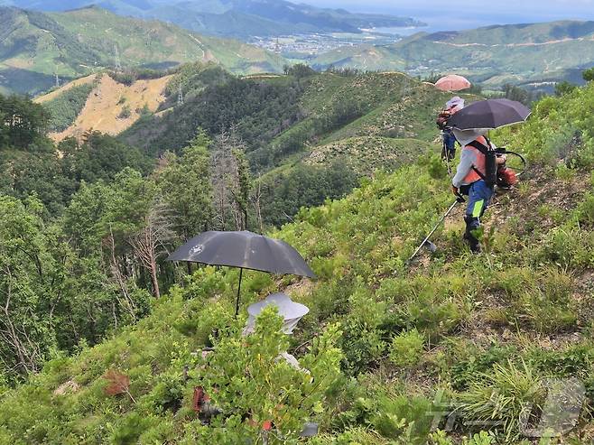 강원 강릉국유림관리소 푸른영림단 소속 산림 근로자들이 11일 강릉시 옥계면 남양리 일대 국유림에서 무더위를 피하기 위해 예초기에 양산을 꽂고 일하고 있다. 이 곳은 지난 2022년 3월 강원 동해안을 덮친 대형산불 피해지 이기도 하다. 2025.7.11/뉴스1 ⓒ News1 윤왕근 기자