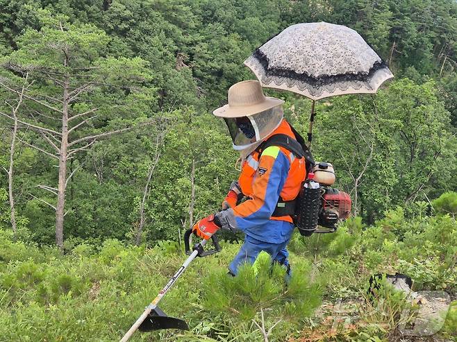 강원 강릉국유림관리소 푸른영림단 소속 산림 근로자들이 11일 강릉시 옥계면 남양리 일대 국유림에서 무더위를 피하기 위해 예초기에 양산을 꽂고 일하고 있다. 이 곳은 지난 2022년 3월 강원 동해안을 덮친 대형산불 피해지 이기도 하다. 2025.7/11 ⓒ News1 윤왕근 기자