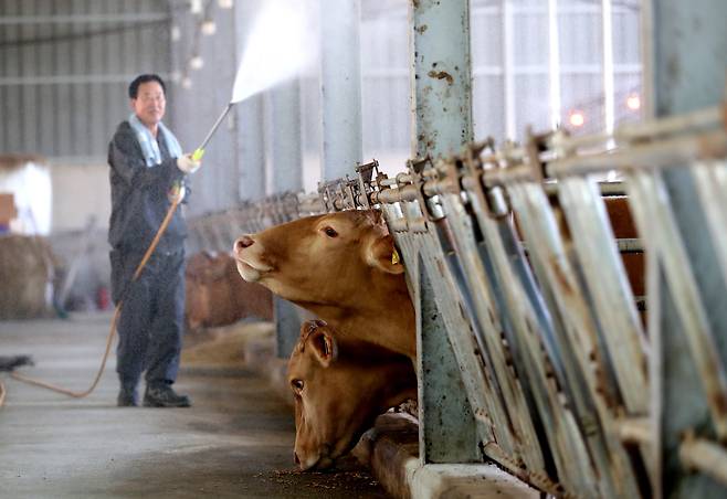 지난 8일 대전 유성구 성북동의 한 한우 축사에서는 농장주가 고무호스로 축사 주변에 물을 뿌리며 더위를 식히고 있다. /신현종 기자