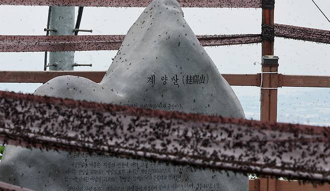 지난달 30일 오후 인천 계양구 계양산 정상에 붉은등우단털파리(러브버그) 무리가 정상 표지석 등에 들러붙어 있다. /뉴스1