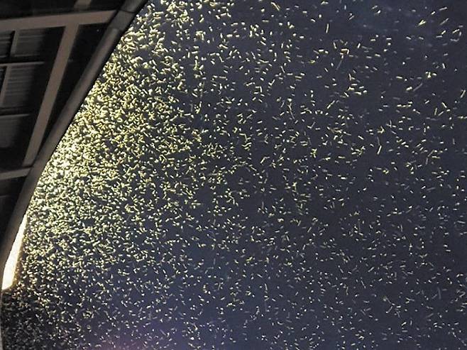 서울 잠실야구장 불빛을 보고 몰려든 동양하루살이 떼. /X(옛 트위터)