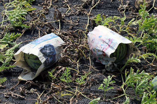 지난 9일 제주 제주시 애월읍 신엄리 소재 밭에 있는 수박들이 신문지로 감싸져 있다. 연일 폭염 날씨가 이어지면서 제주 수박 농가들은 일소과 피해를 줄이기 위해 이 같은 조치를 취했다. /뉴스1