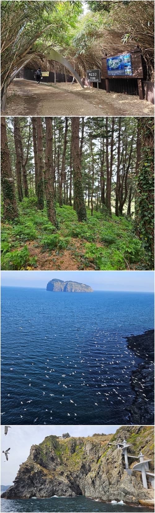 (위로부터)죽도의 대나무 아치 터널과 숲 속 전경, 울릉 본섬에서 바라본 죽도, 계단이 많은 죽도 전경