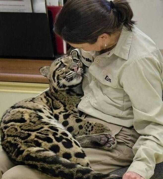 Internet_20250714_170414_1.jpeg 사육사 하고 잠시 떨어졌던 고양이의 표정