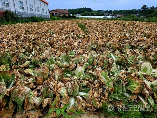 ▲ 13일 찾은 강릉시 사천면의 한 배추밭 배추들이 역대급 폭염에 더해 비가 내리지 않아, 말라 타들어 갔다.황선우 기자